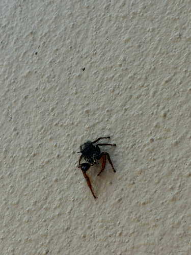 High Eyelashed Jumping Spider
