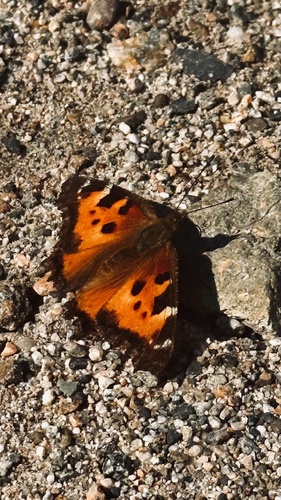 California Tortoiseshell