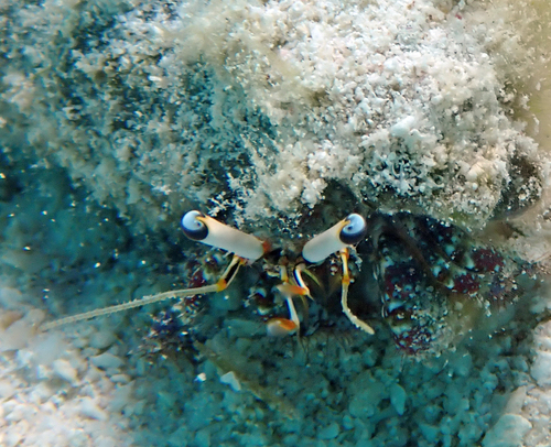 Dardanus scutellatus observed 2026-09-17