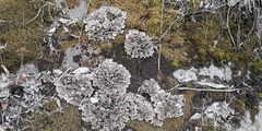 Peltigera
