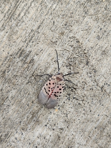 Spotted Lanternfly