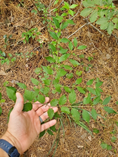 Viburnum scabrellum