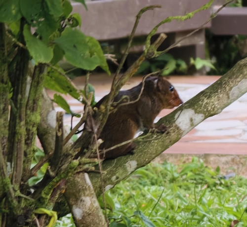 Asian Red-cheeked Squirrel