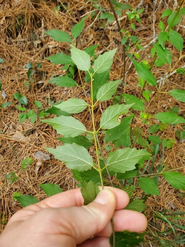 Viburnum scabrellum, photograph 2