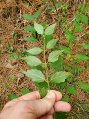 (c) Will Kuhn, some rights reserved (CC BY) Viburnum scabrellum, photograph (c) Will Kuhn, some rights reserved (CC BY)