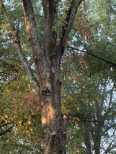 Red-bellied Woodpecker