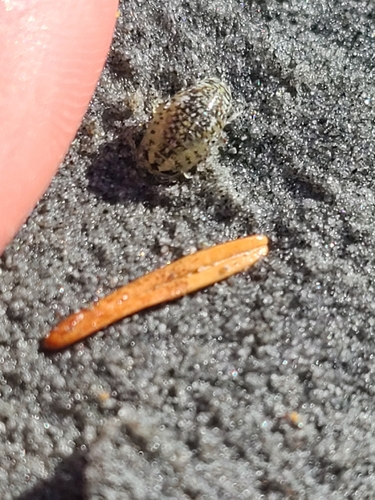 Sand Piranha