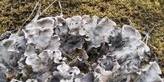 Peltigera