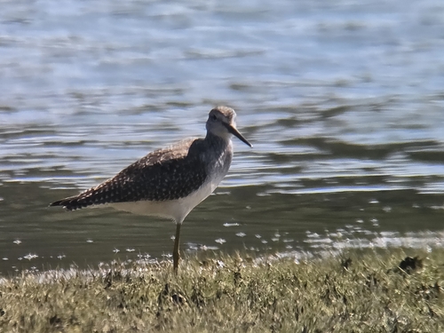 Greater Yellowlegs