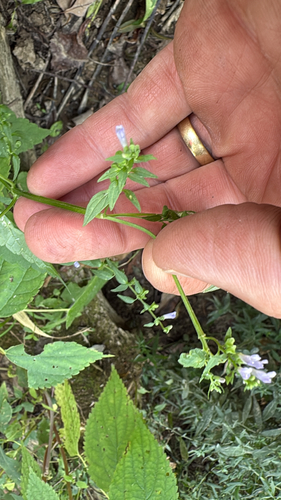 side-flowering skullcap