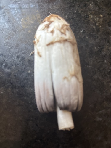 Shaggy Mane