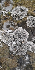 Peltigera