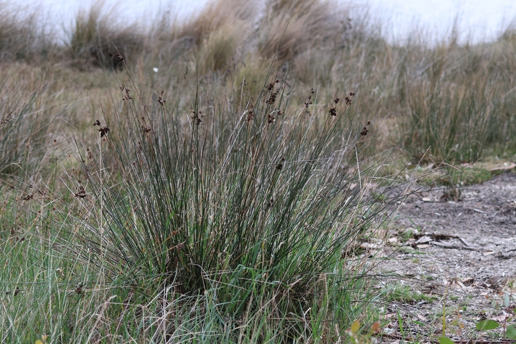 Juncus kraussii; photograph author not stated, no rights reserved