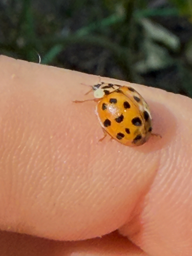 Asian Lady Beetle