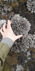 Peltigera