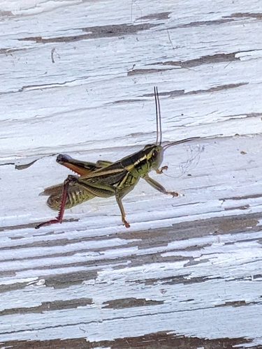 Two-striped Grasshopper
