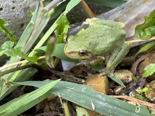 Gray Treefrog Species Complex