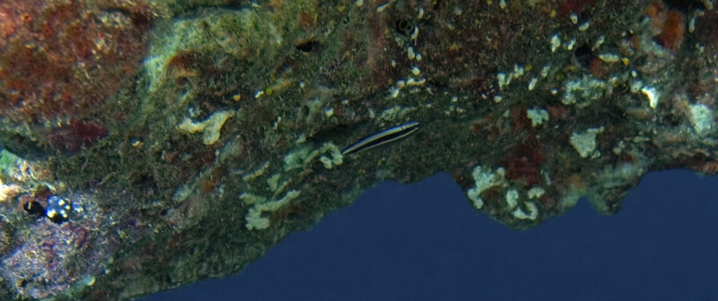 Striped dottyback (Pseudochromis sankeyi) — Pseudochromidae