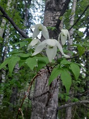 Clematis alpina sibirica