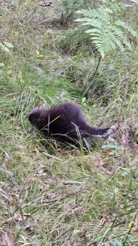 North American Porcupine