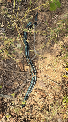 Common Garter Snake