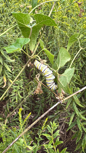 Monarch