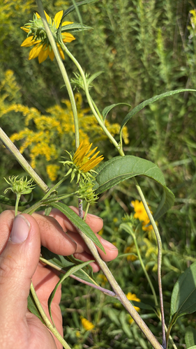 sawtooth sunflower