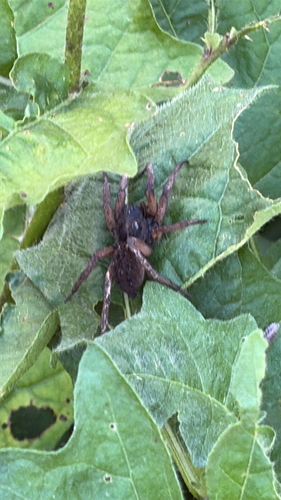 Wetland Giant Wolf Spider