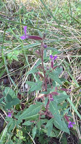 blue waxweed