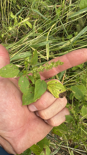 hornbeam copperleaf