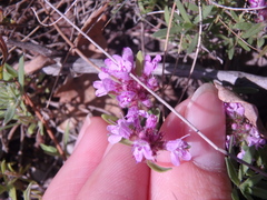 Thymus dimorphus