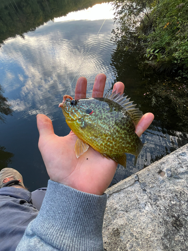 Pumpkinseed