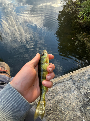 Yellow Perch