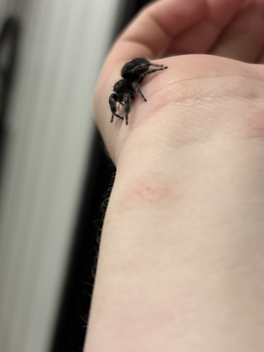 Bold Jumping Spider