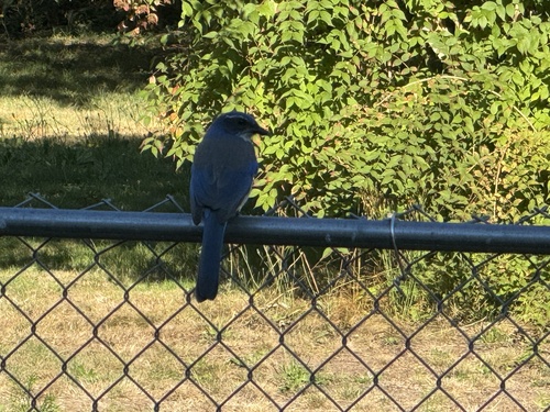California Scrub-Jay