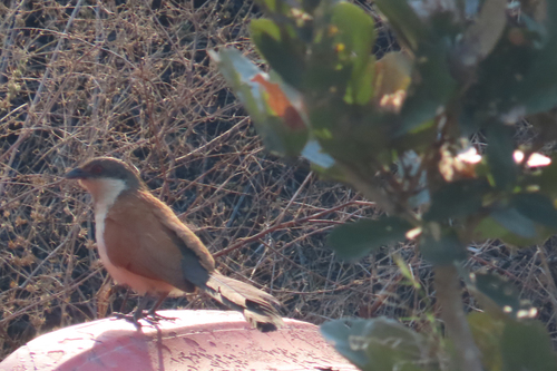 iNaturalist image