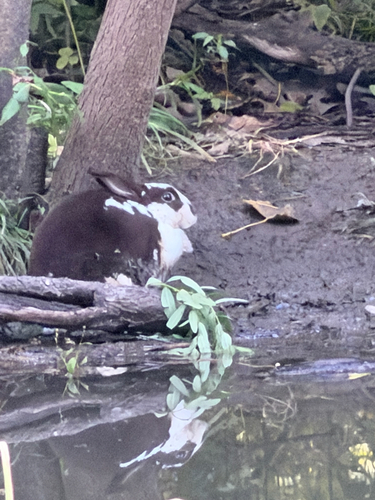 European Rabbit