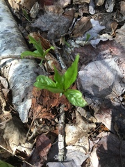 Lysimachia borealis