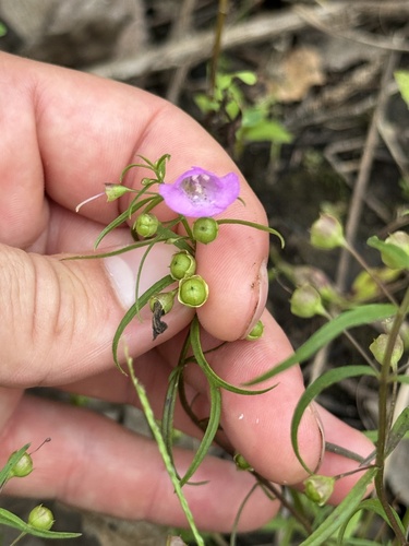 slender false foxglove