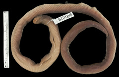 Mole Viper photo 3