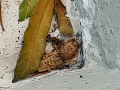 Neoscapteriscus abbreviatus