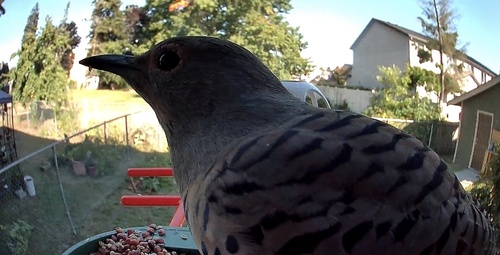 Northern Flicker
