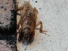 Neoscapteriscus abbreviatus