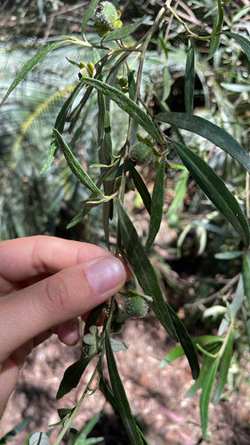 Beyeria lasiocarpa, 2026-09-17