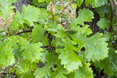 bur oak