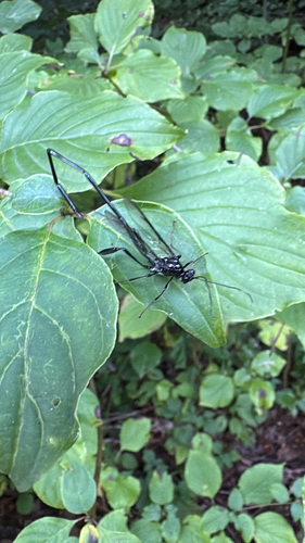 American Pelecinid Wasp