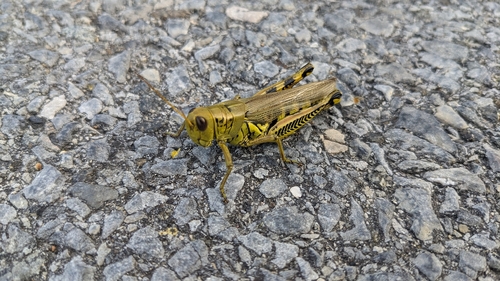 Differential Grasshopper