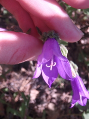 Campanula komarovii