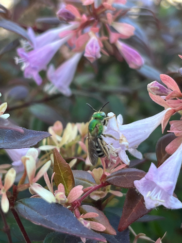 Bicolored Striped Sweat Bee