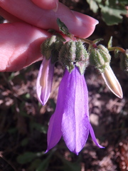 Campanula komarovii